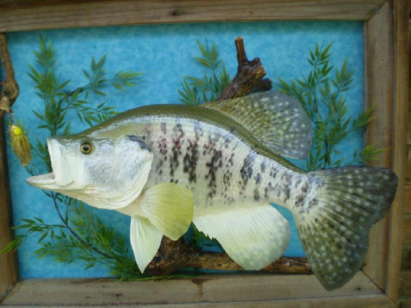 Largemouth Bass Fish for Sale in Texas