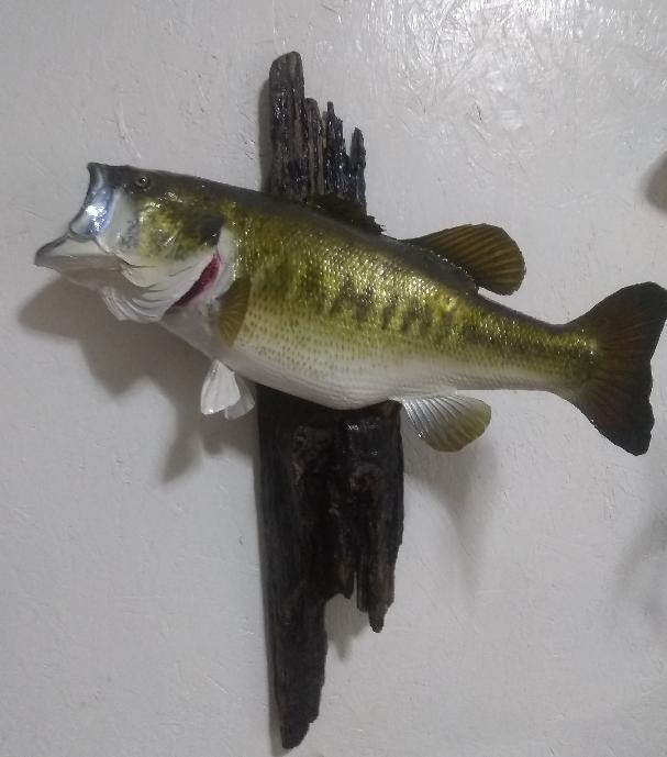 6-Pound Largemouth Bass Fish Mount